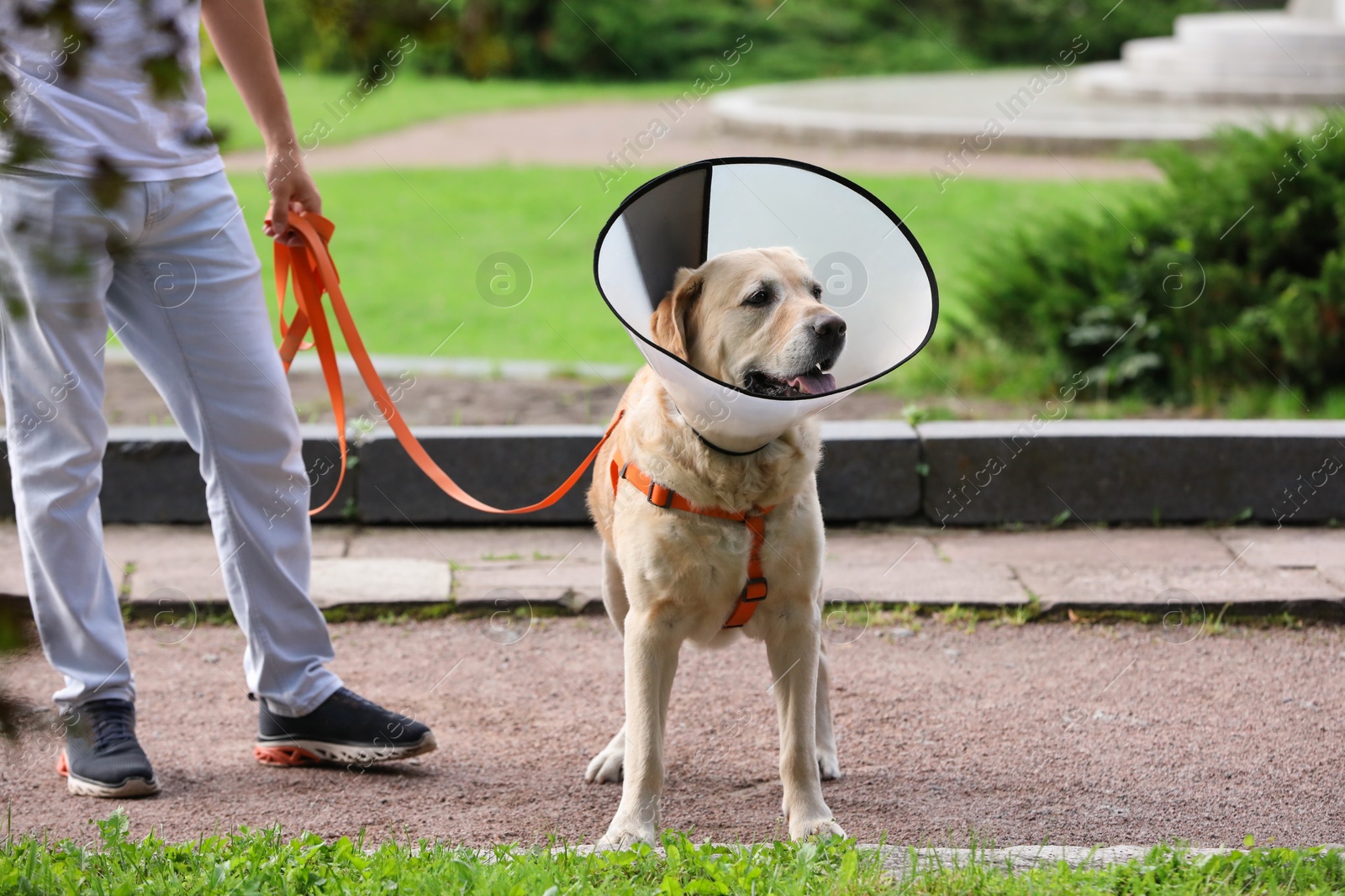 Photo of Man walking his adorable Labrador Retriever dog in Elizabethan collar outdoors, closeup