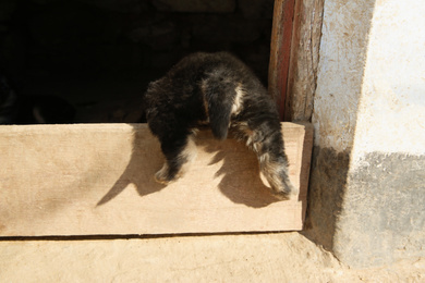 Black stray puppy crawling into kennel. Baby animal