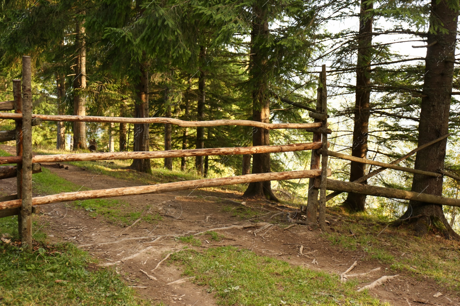 Photo of Wooden fence in coniferous forest on hill
