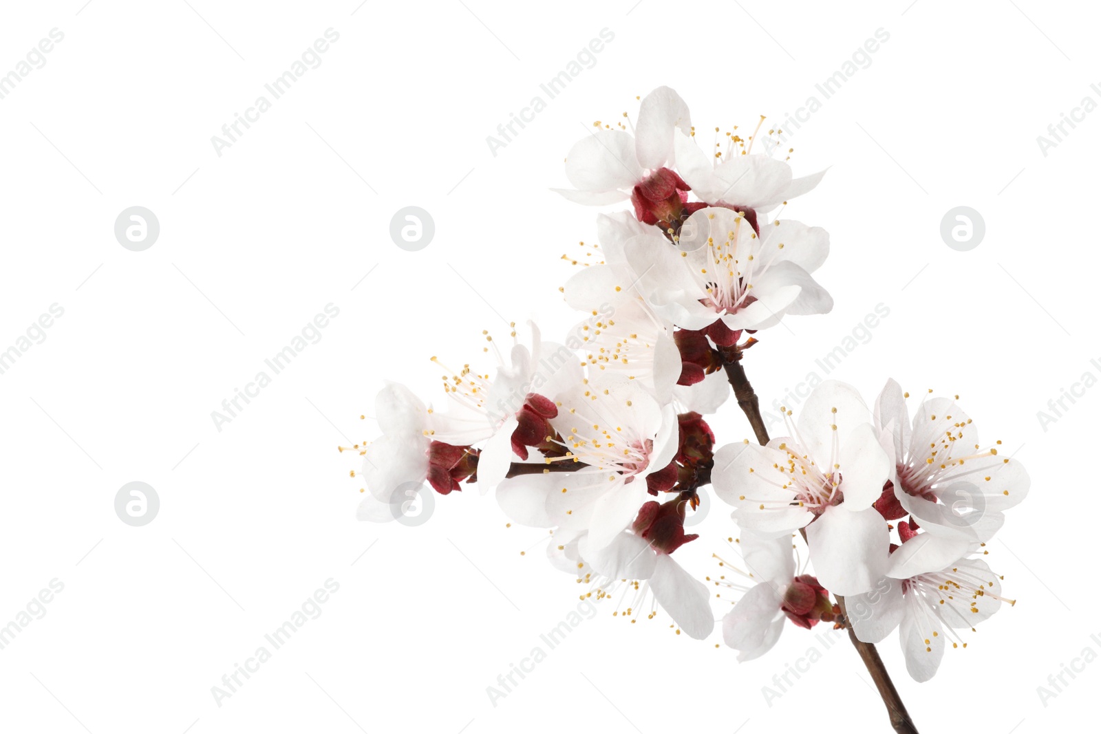 Photo of Branch with beautiful fresh spring flowers on white background