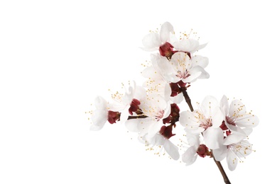 Branch with beautiful fresh spring flowers on white background