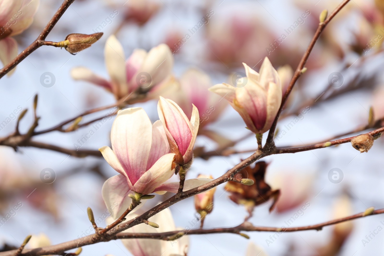 Photo of Closeup view of blossoming magnolia tree outdoors on spring day