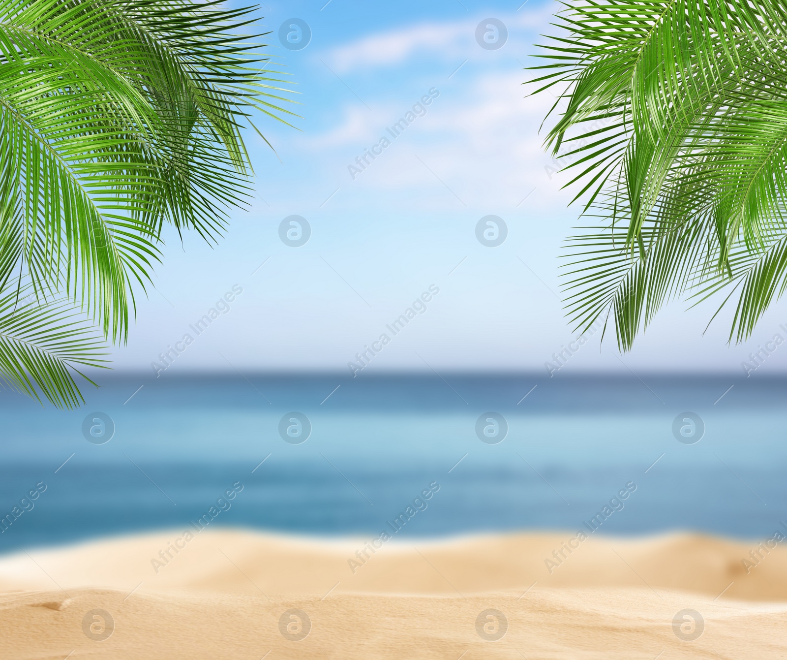 Image of Sandy beach with palms near ocean on sunny day