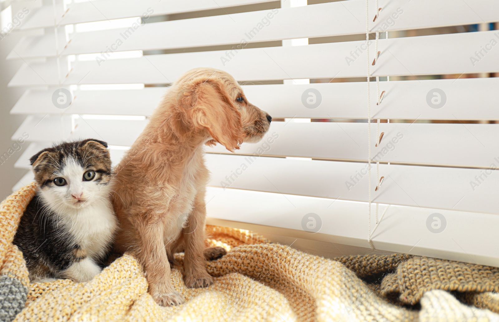 Photo of Adorable little kitten and puppy on blanket near window indoors