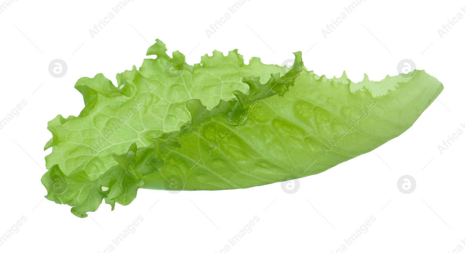 Photo of One fresh lettuce leaf isolated on white. Burger ingredient