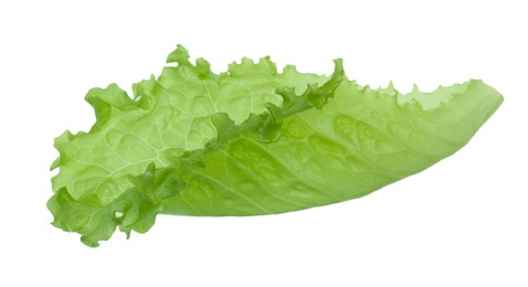 One fresh lettuce leaf isolated on white. Burger ingredient