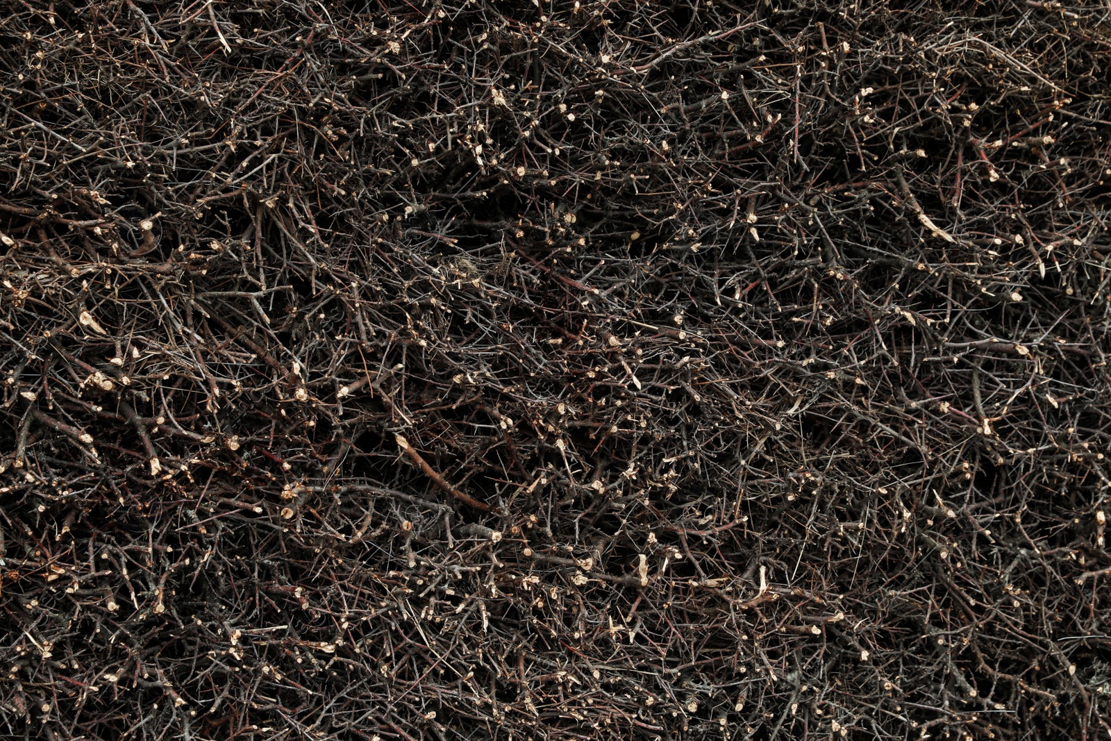 Photo of Pile of tree branches as background, top view