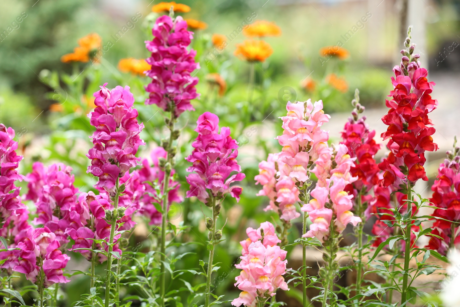 Photo of Beautiful spring flowers in garden on sunny day