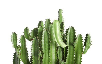 Photo of Beautiful cactus on white background. Tropical plant