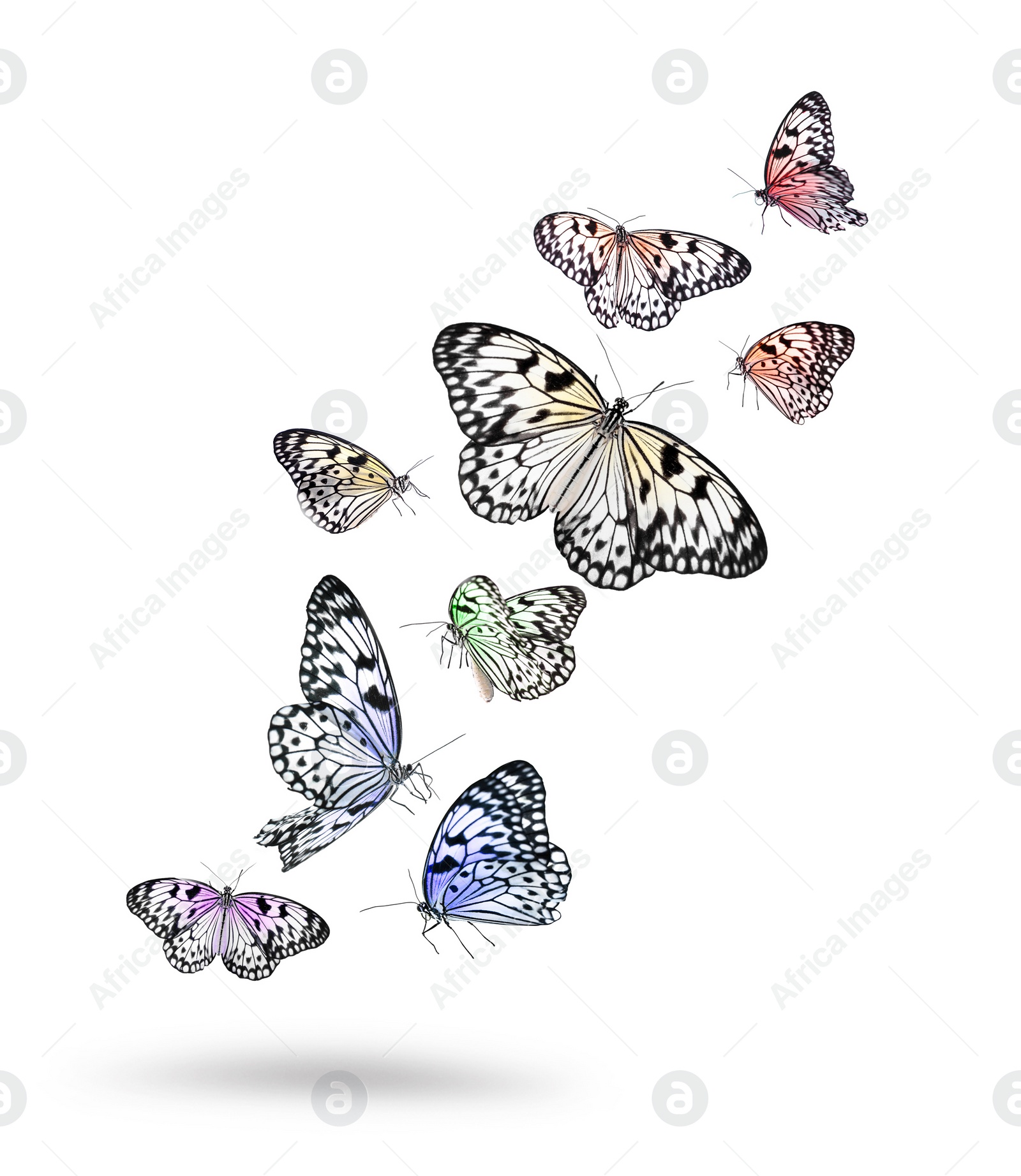 Image of Many beautiful rice paper butterflies flying on white background