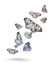 Image of Many beautiful rice paper butterflies flying on white background