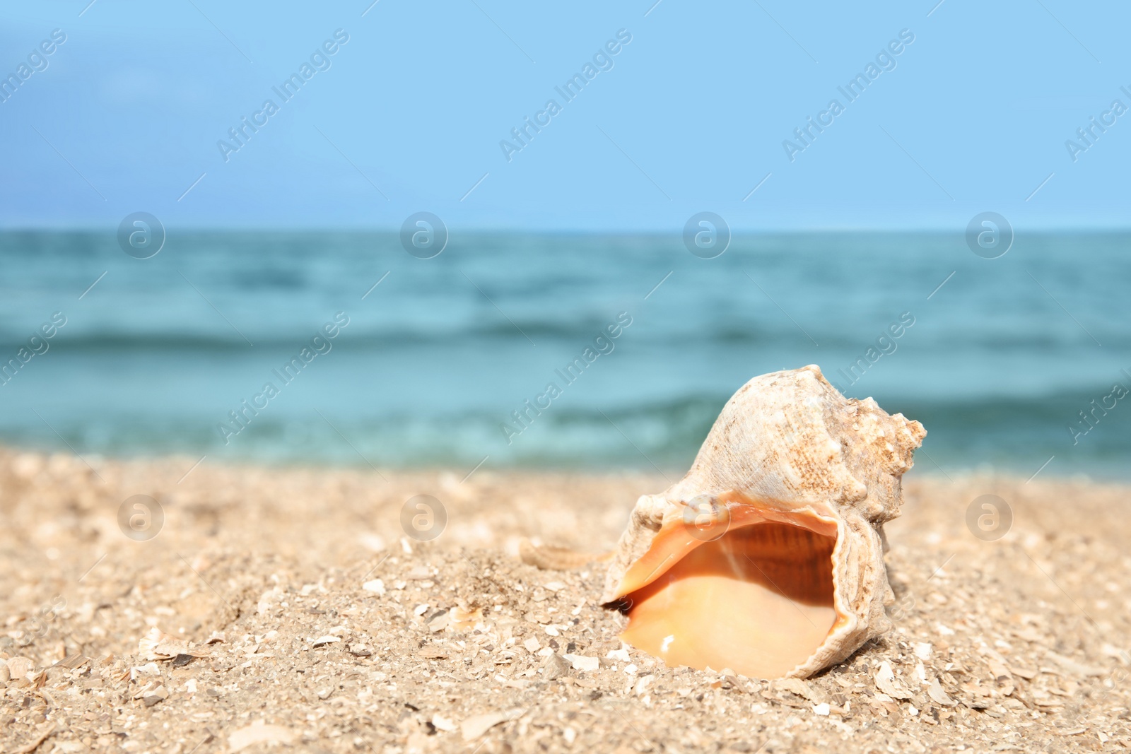 Photo of Beautiful shell on sand near sea, space for text. Beach object