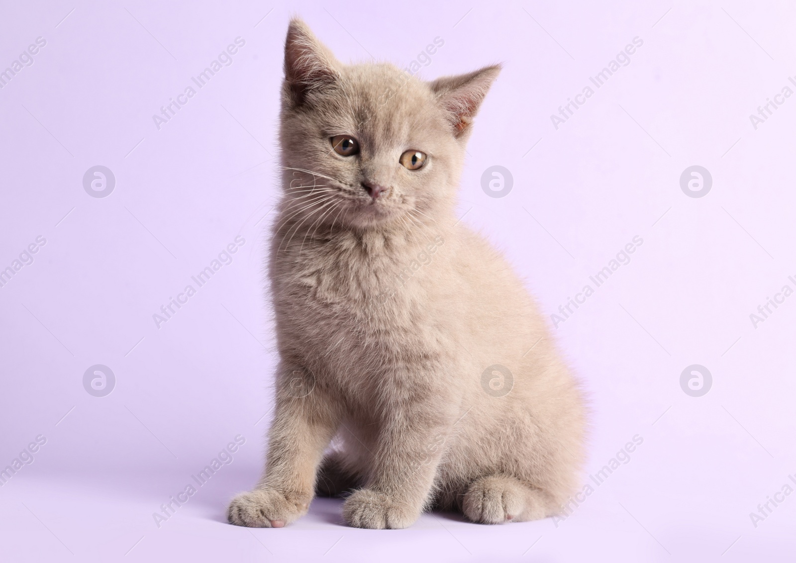 Photo of Scottish straight baby cat on pale violet background