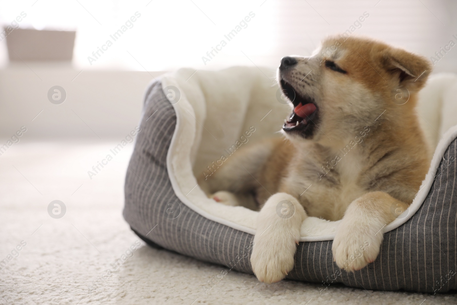 Photo of Adorable Akita Inu puppy in dog bed indoors