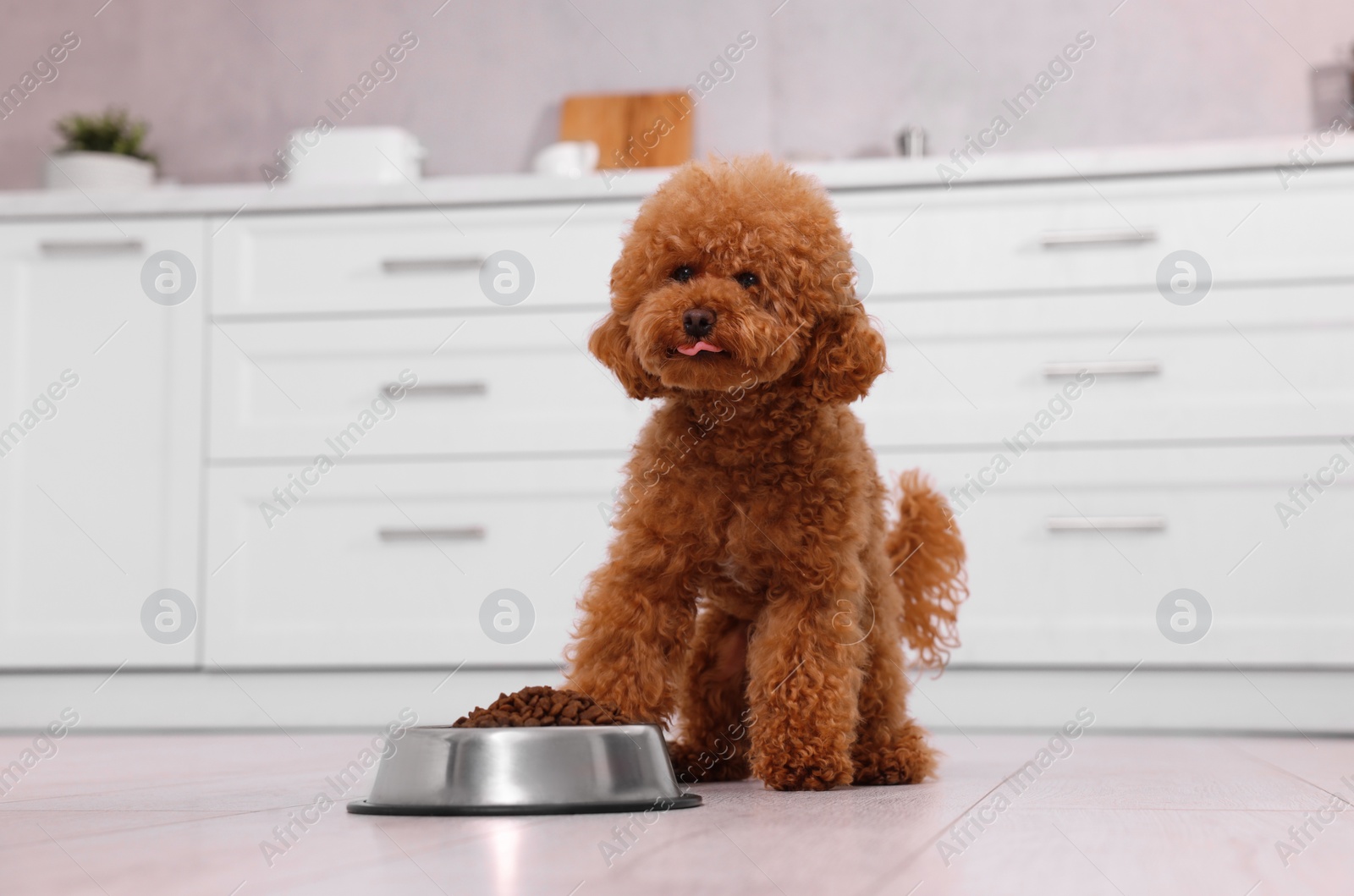 Photo of Cute Maltipoo dog near feeding bowl with dry food on floor in kitchen. Lovely pet