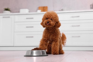 Cute Maltipoo dog near feeding bowl with dry food on floor in kitchen. Lovely pet