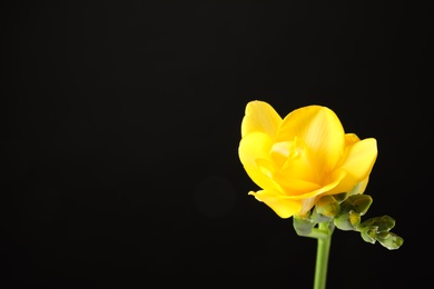 Beautiful freesia with fragrant flowers on black background. Space for text