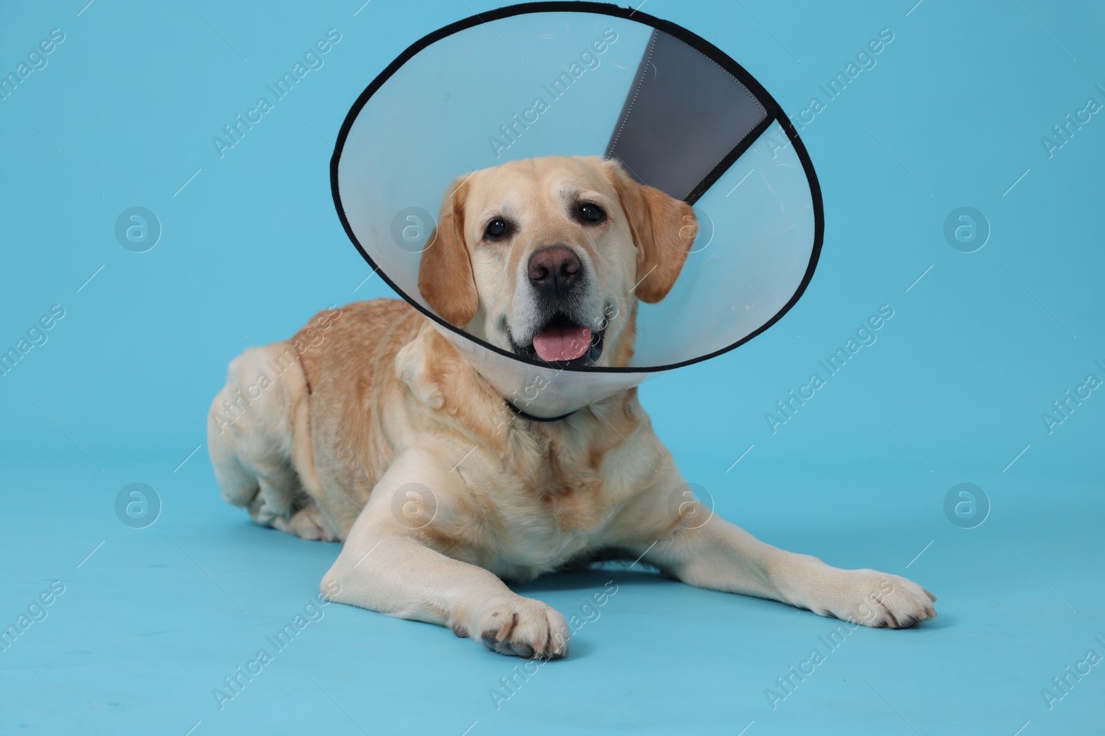 Photo of Cute Labrador Retriever with protective cone collar on light blue background