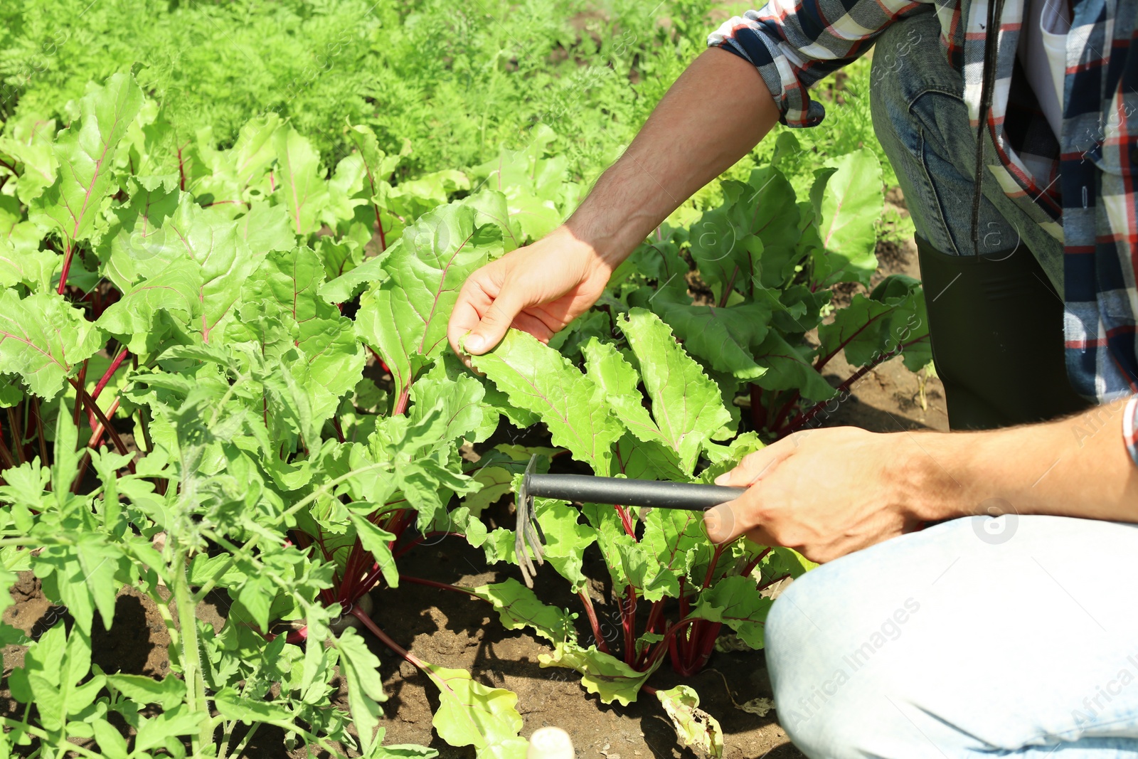 Photo of Man working in garden on sunny day