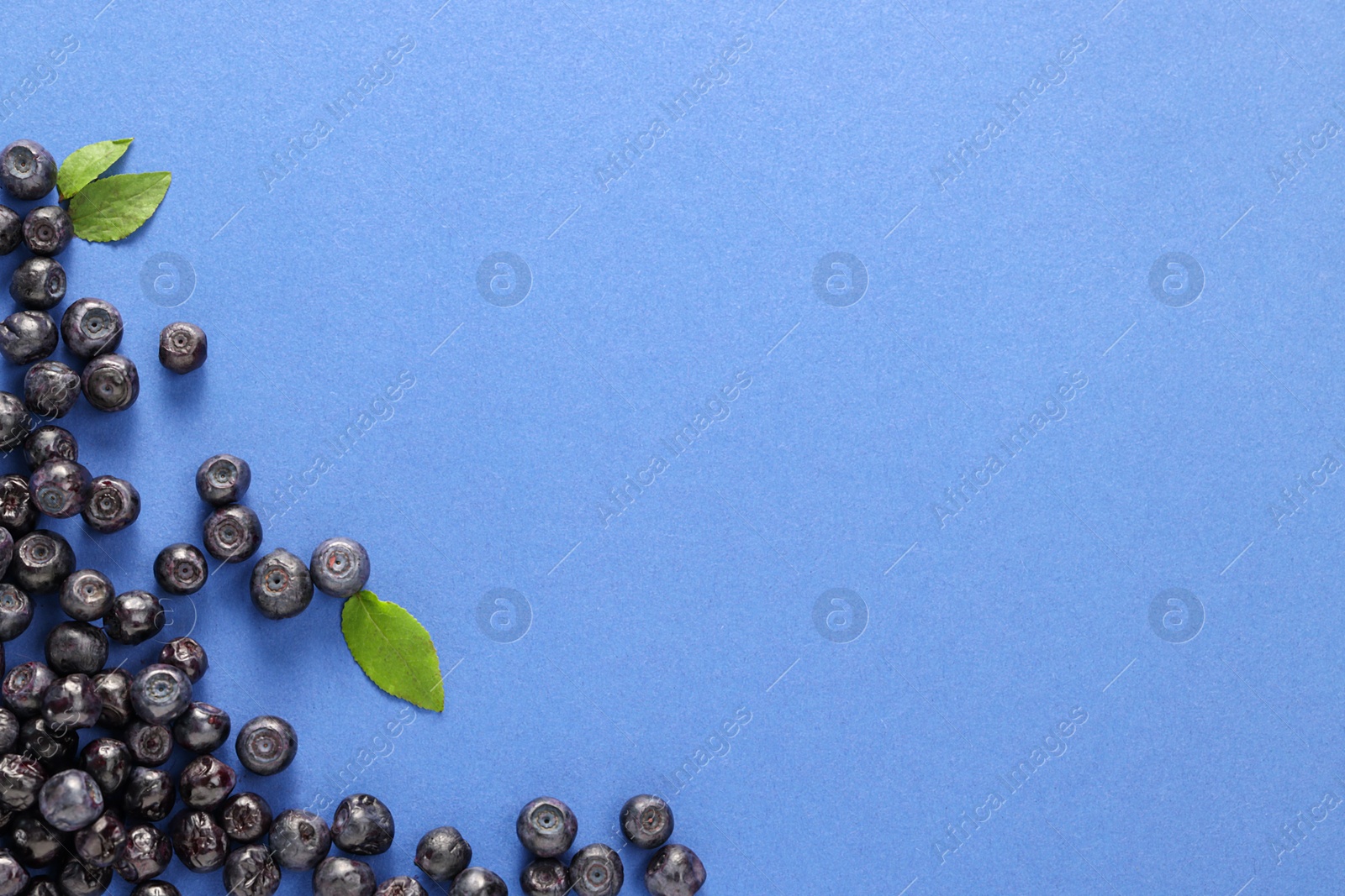 Photo of Ripe bilberries and leaves on blue background, flat lay. Space for text