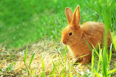 Photo of Cute red bunny among green grass, outdoors