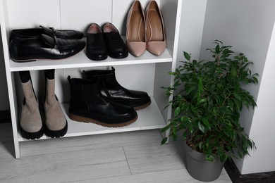 White shelving unit with different shoes and beautiful houseplant in hallway. Interior element