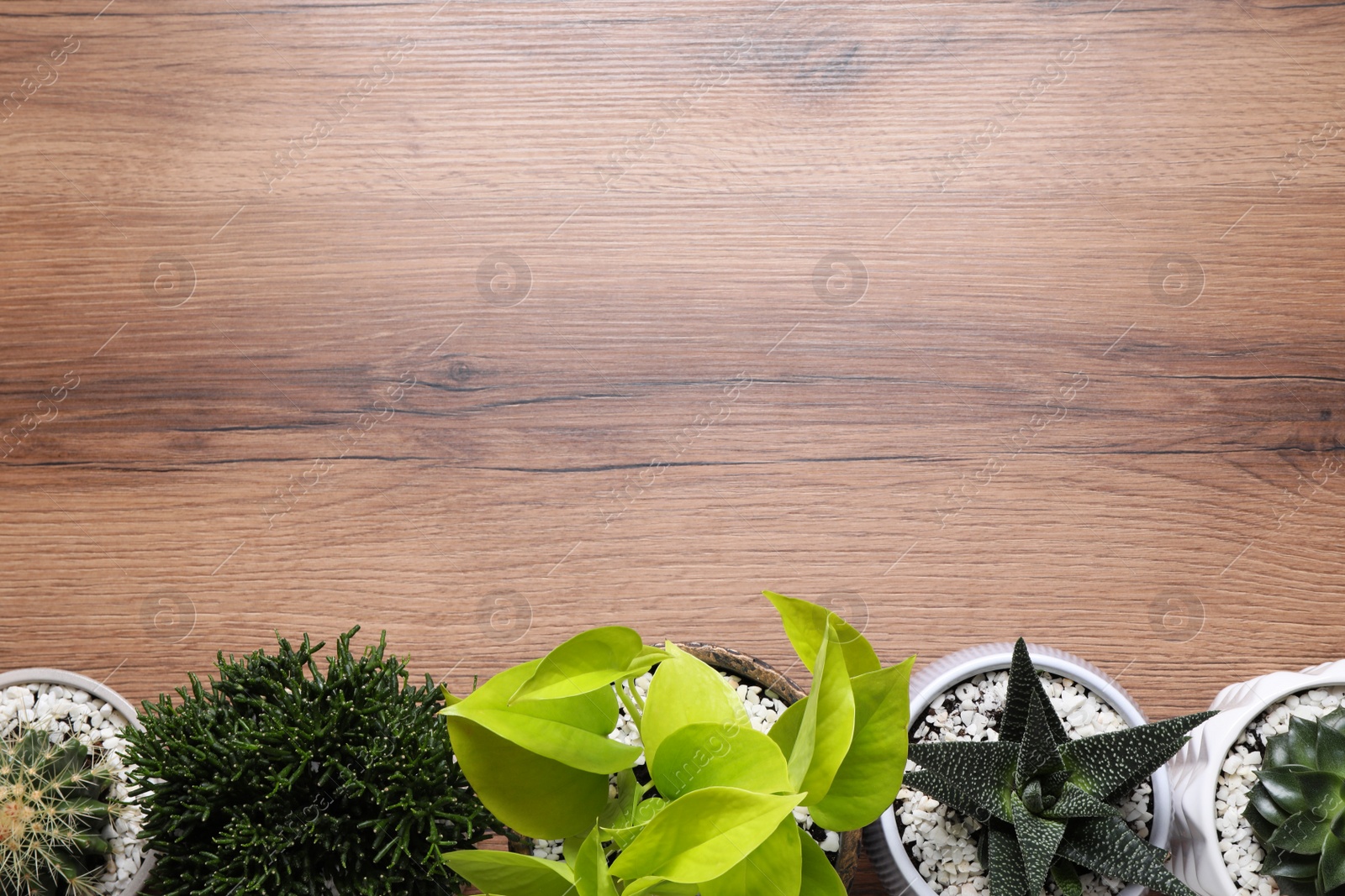 Photo of Different house plants in pots on wooden table, flat lay. Space for text.