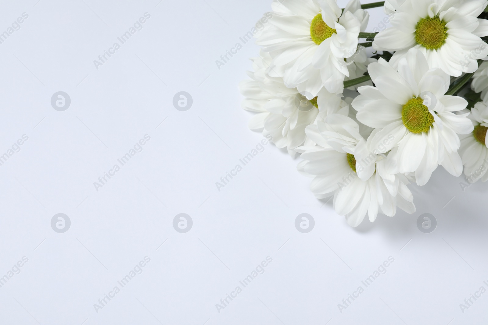 Photo of Beautiful chrysanthemum flowers on white background, space for text. Funeral symbol