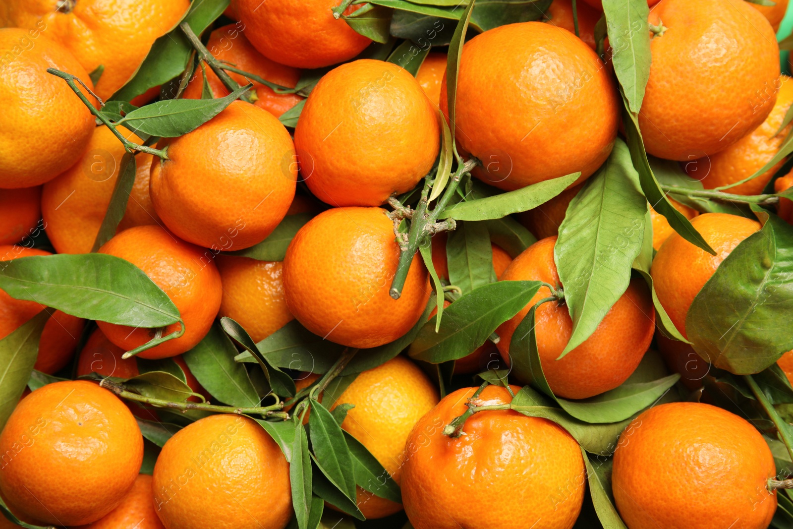 Photo of Many ripe tangerines with leaves as background, top view