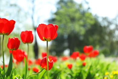 Photo of Blossoming tulips outdoors on sunny spring day