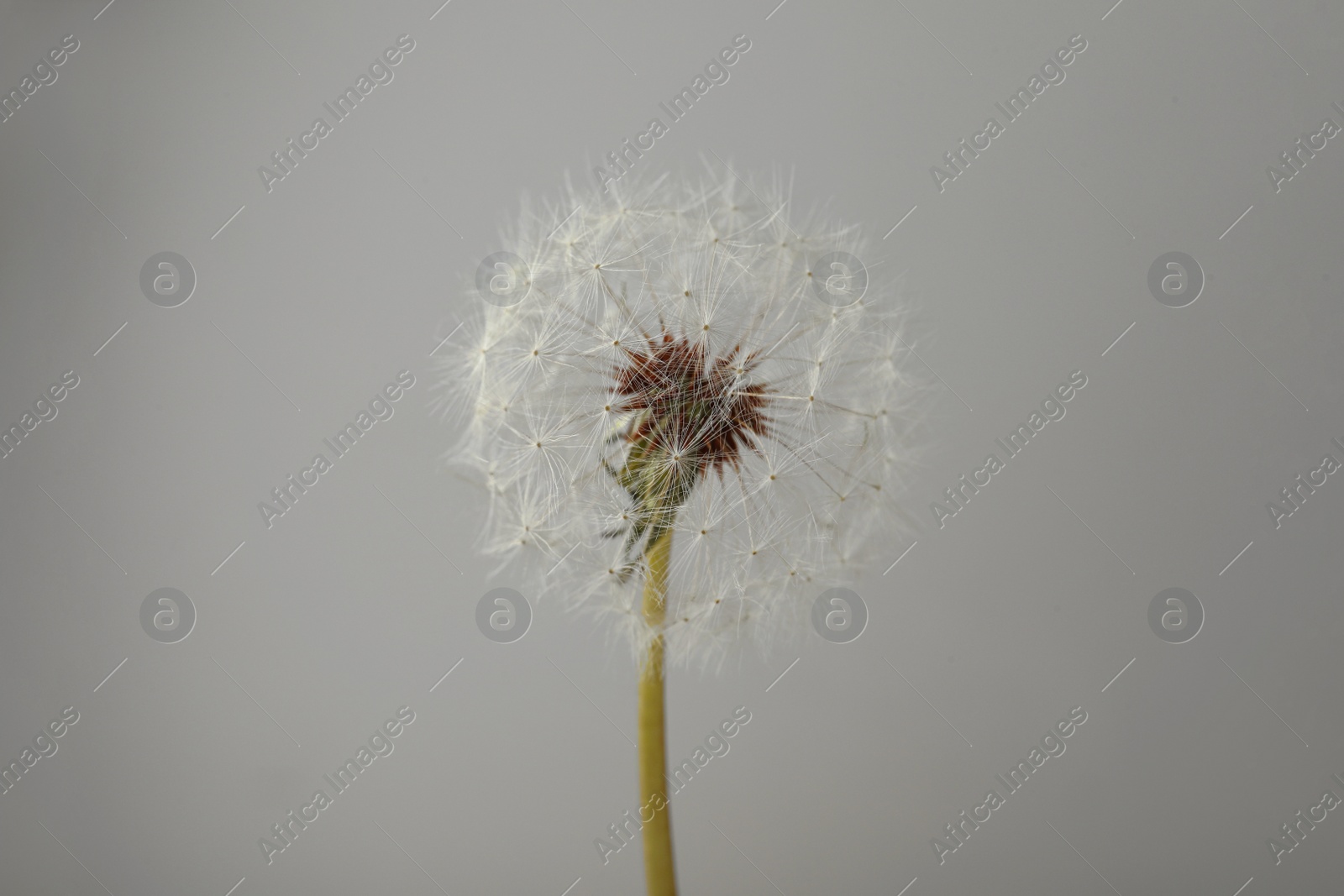 Photo of Beautiful fluffy dandelion flower on grey background