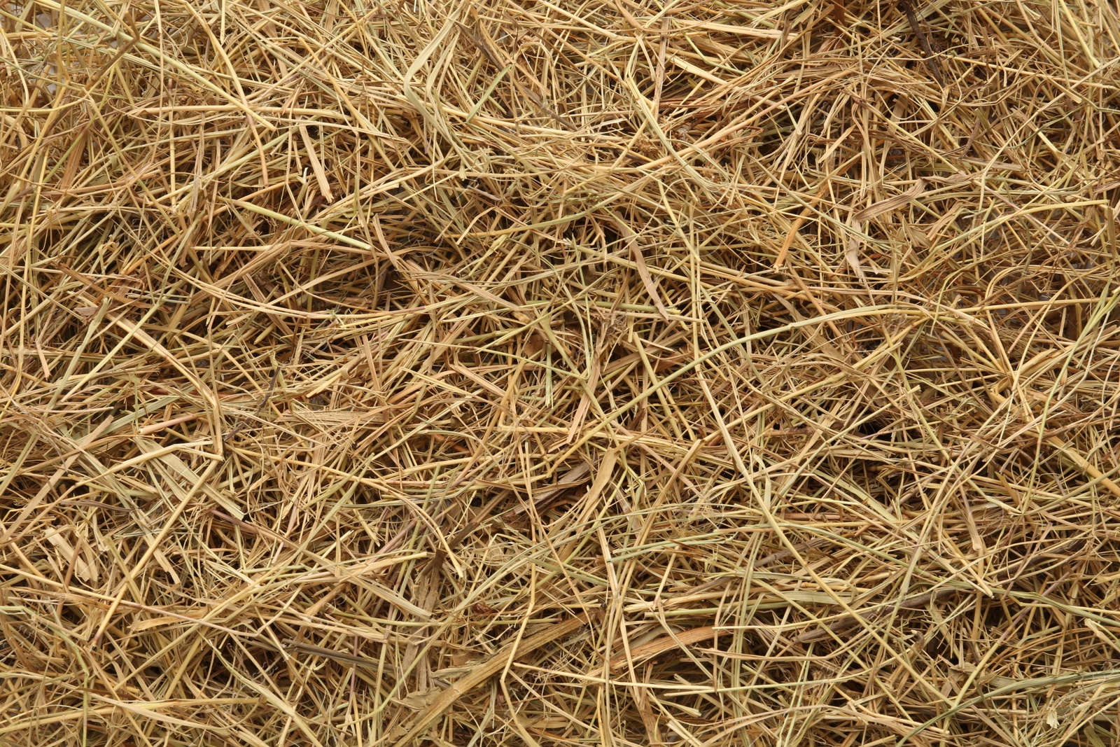 Photo of Closeup of dried hay as background, top view