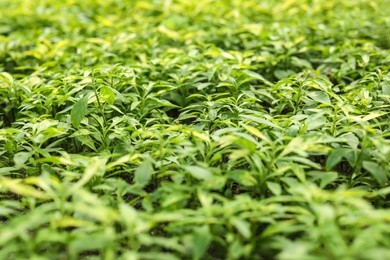 Photo of Many fresh green seedlings as background, closeup