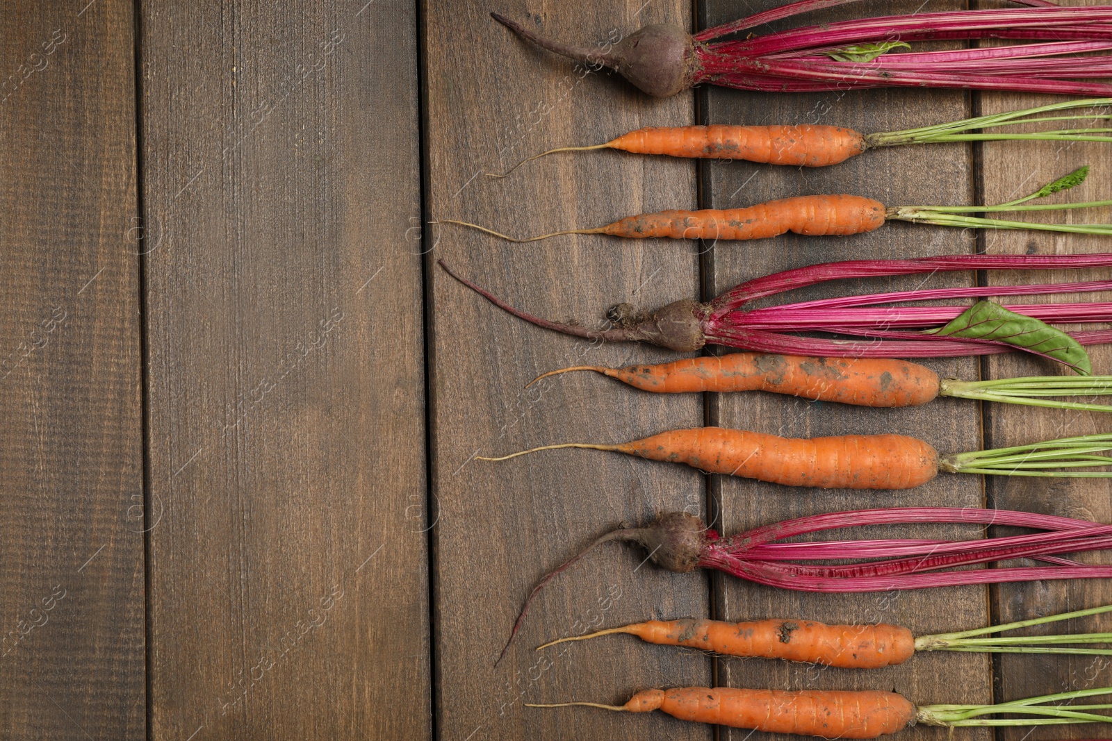 Photo of Carrots and beets on wooden table, flat lay. Space for text