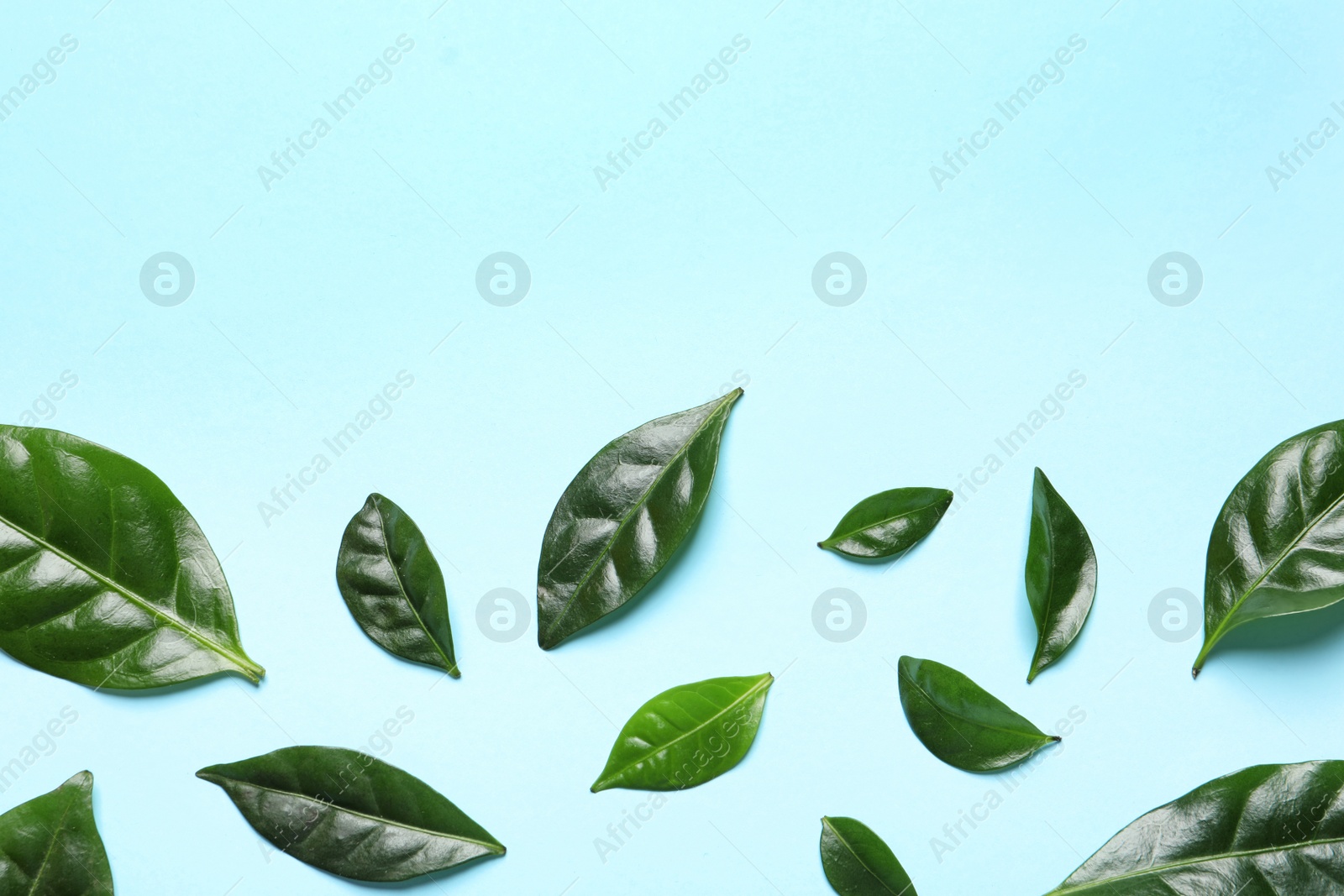 Photo of Fresh green coffee leaves on light blue background, top view with space for text