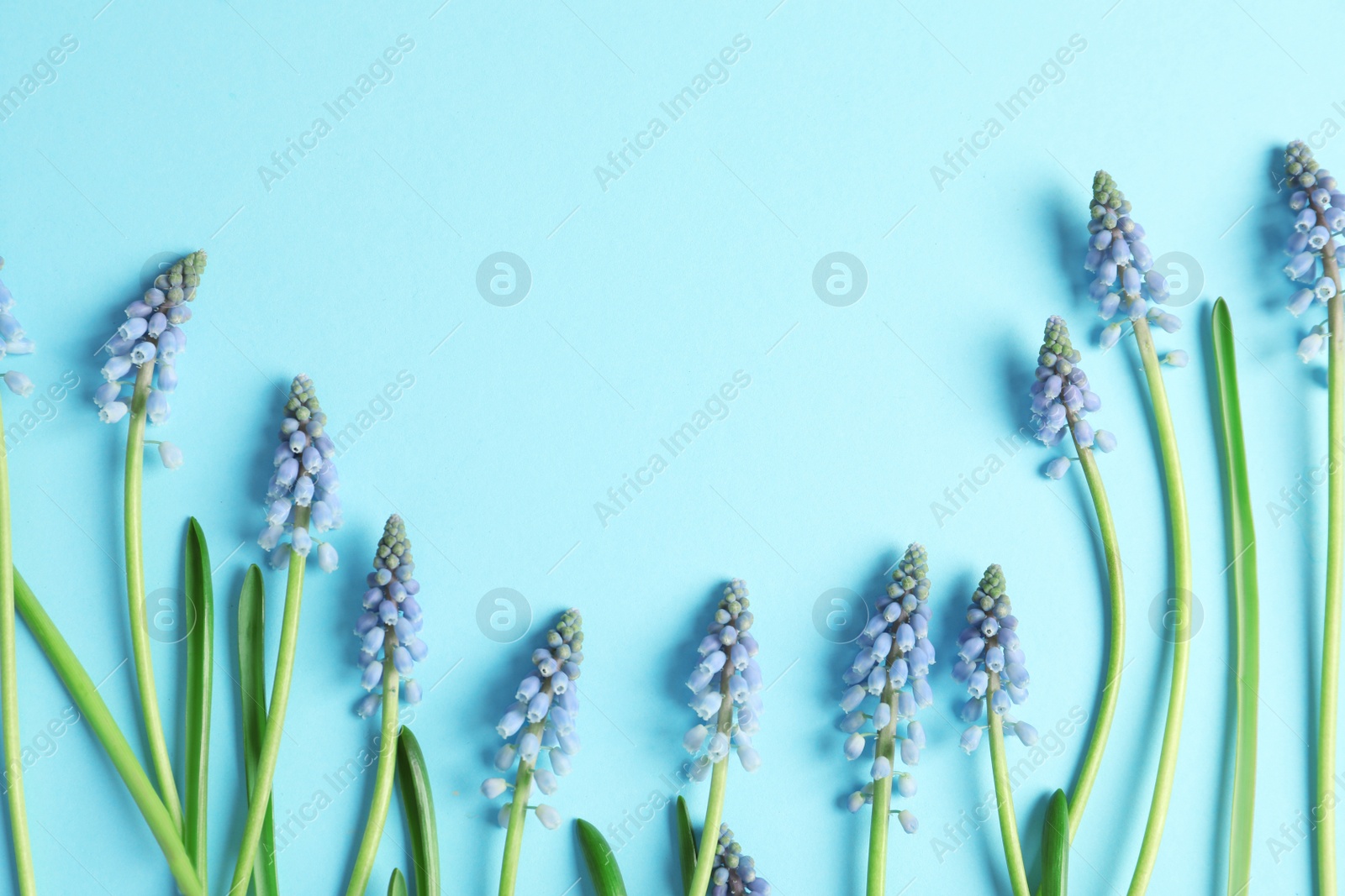 Photo of Flat lay composition with spring muscari flowers on color background, space for text