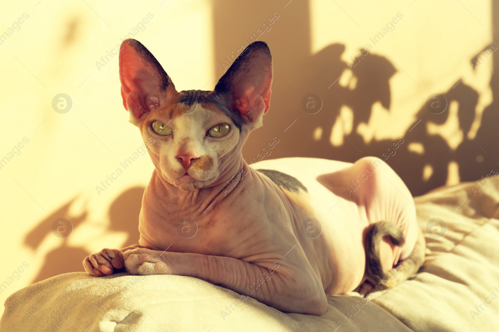 Photo of Adorable Sphynx cat on pillow at home. Lovely pet