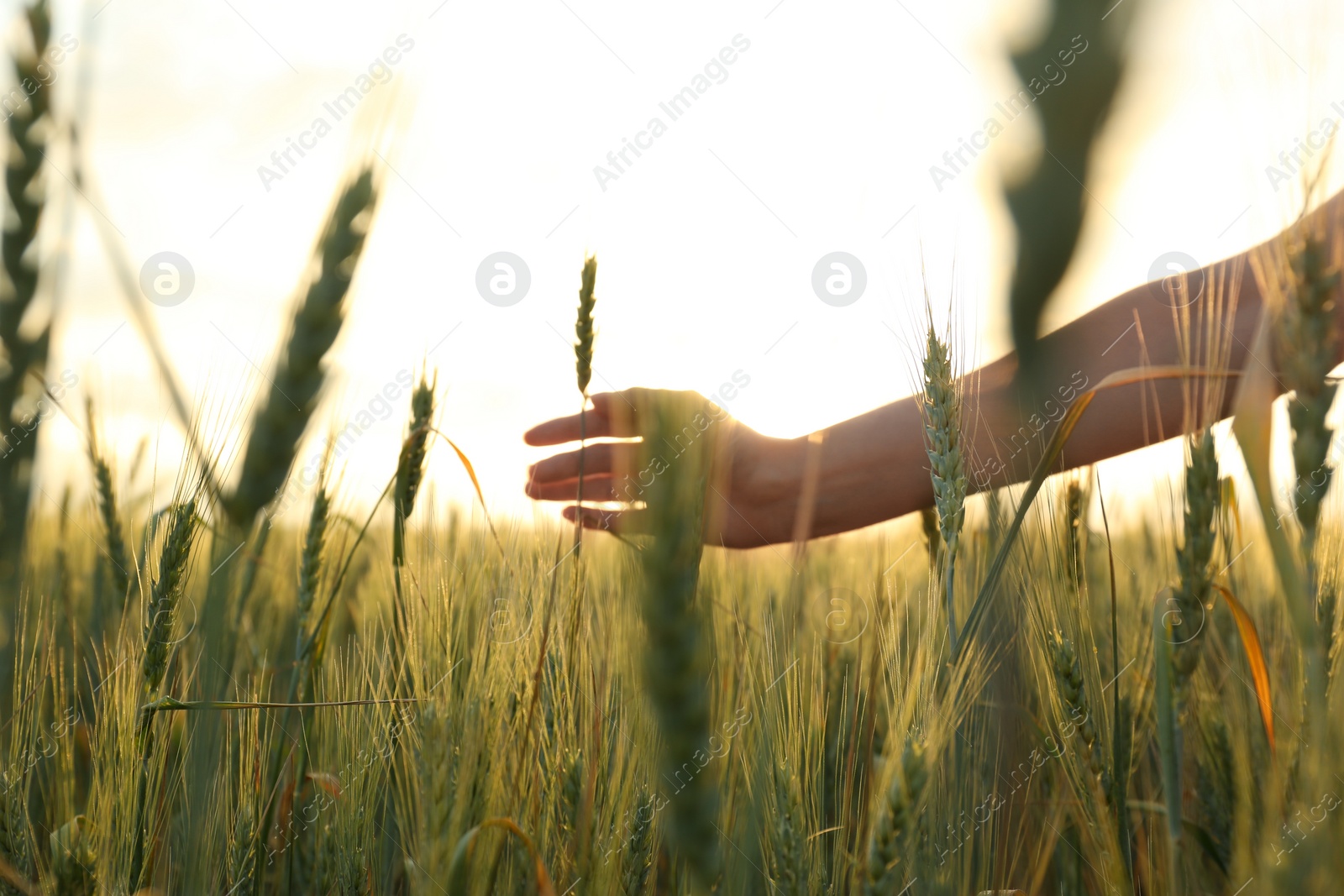 Photo of Woman in wheat field at sunset, closeup. Amazing summer nature