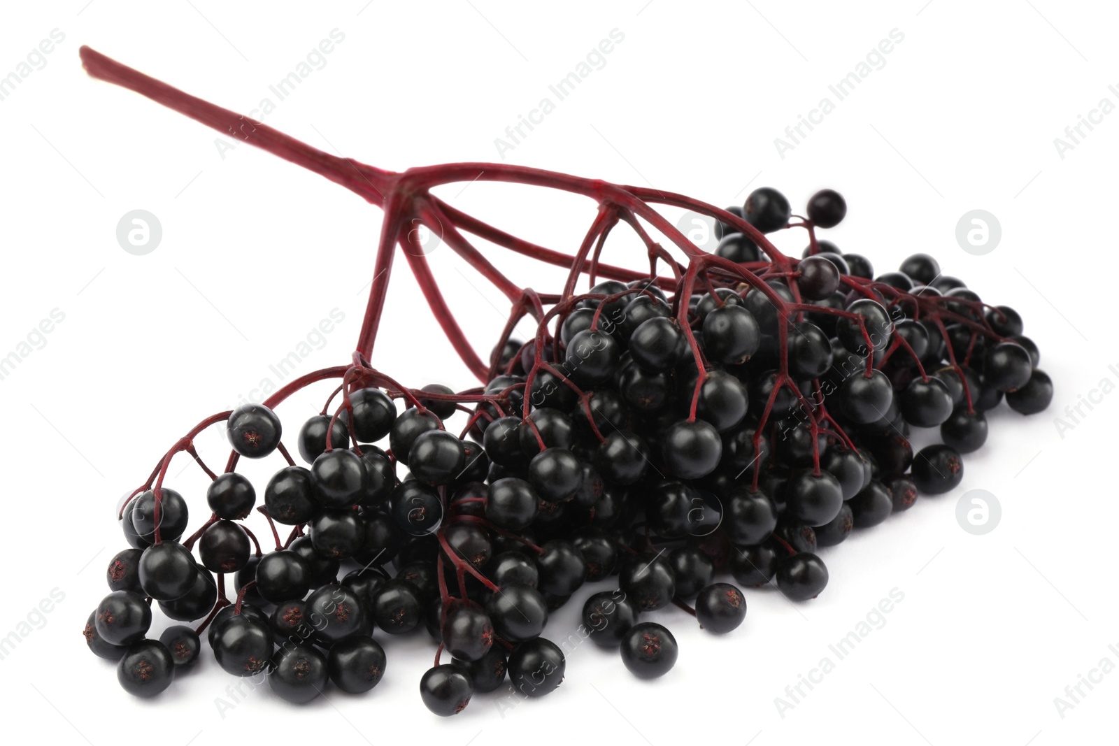 Photo of Bunch of ripe elderberries on white background