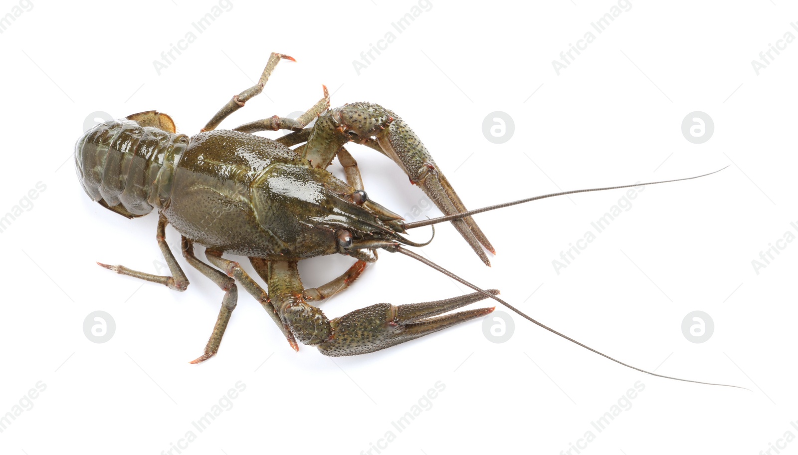 Photo of One fresh raw crayfish isolated on white, above view