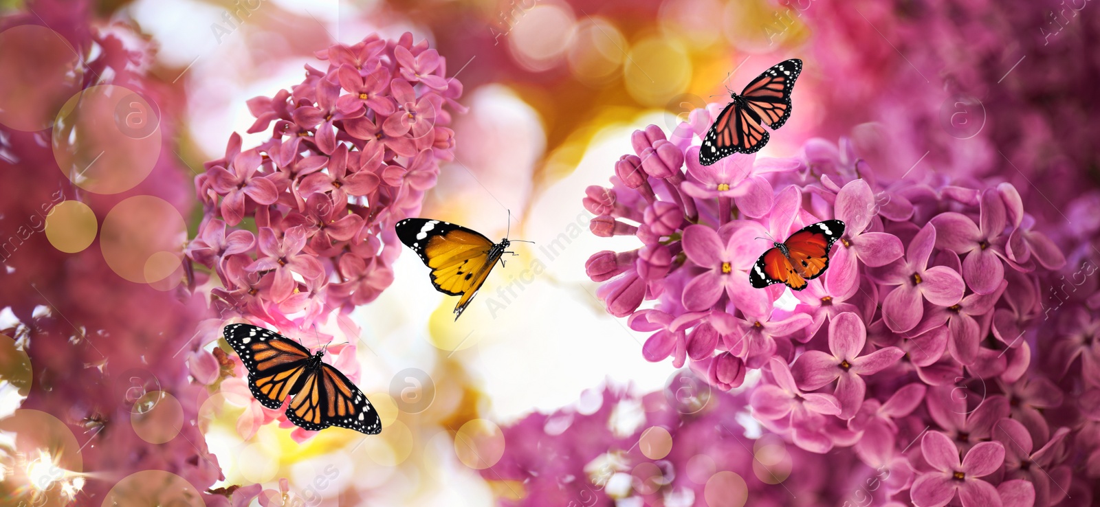 Image of Beautiful blossoming lilac shrubs and amazing butterflies outdoors. Banner design