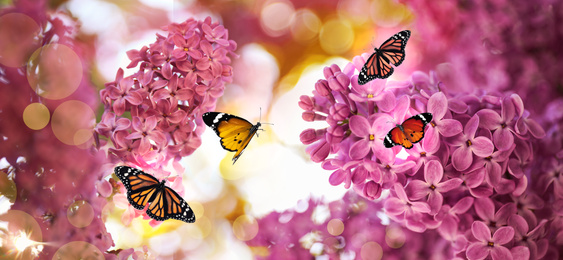 Image of Beautiful blossoming lilac shrubs and amazing butterflies outdoors. Banner design