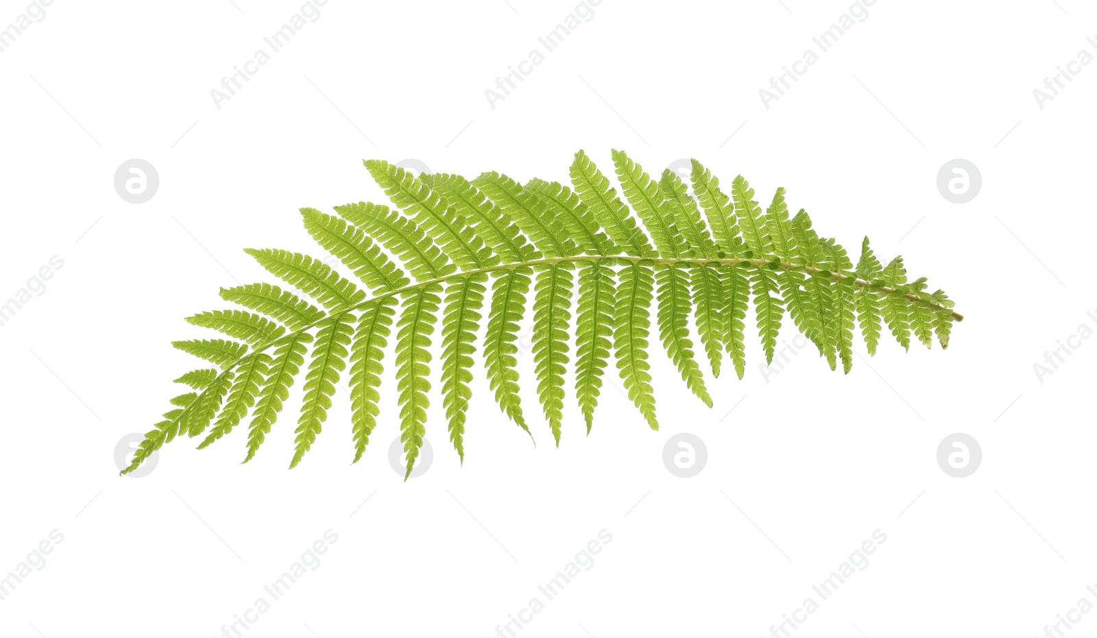 Photo of Beautiful tropical fern leaf on white background