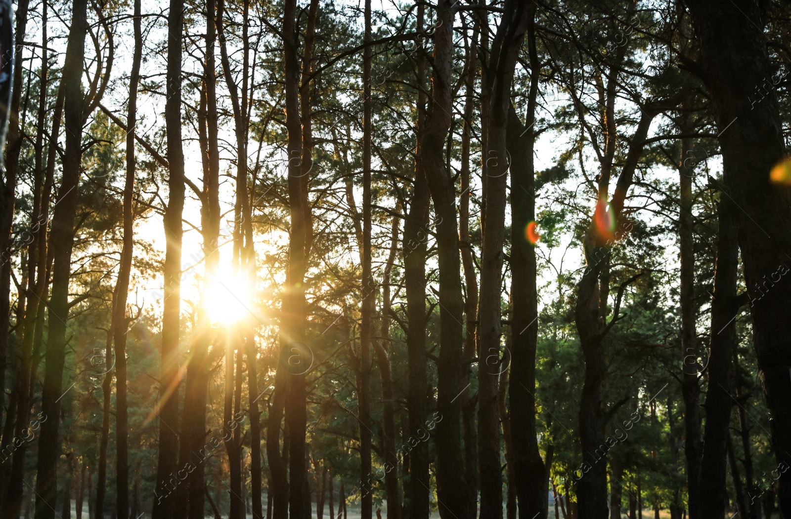 Photo of Beautiful view of sunset in conifer forest