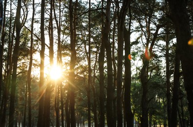 Photo of Beautiful view of sunset in conifer forest