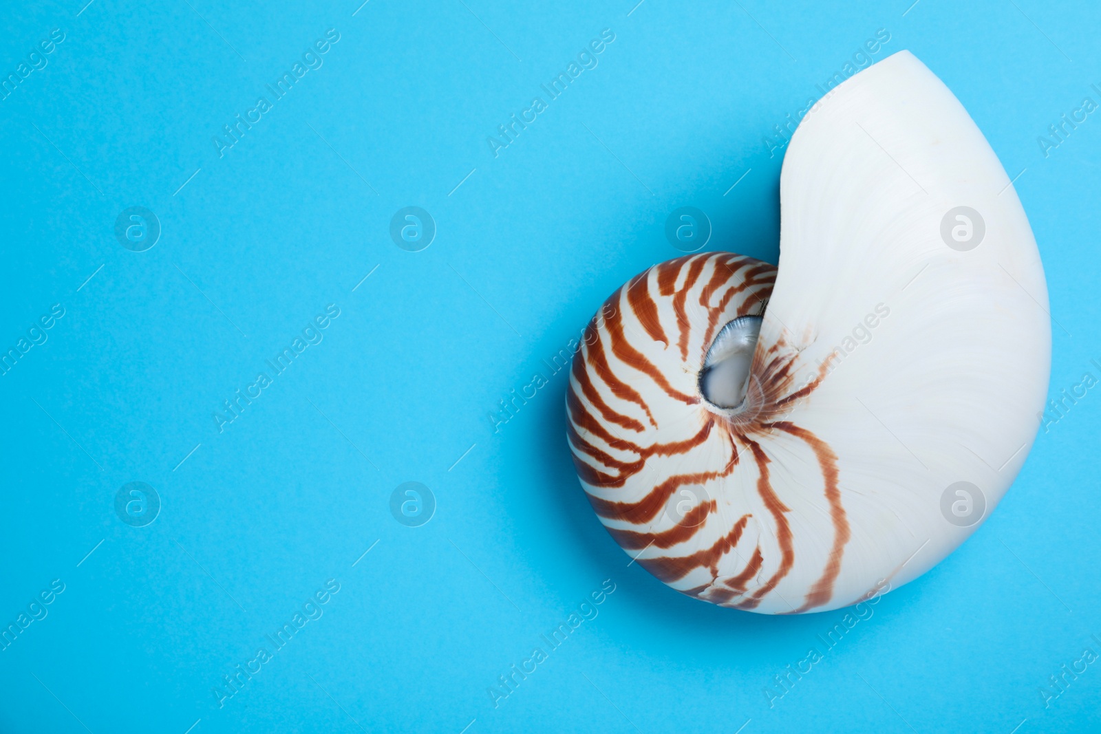 Photo of Nautilus shell on light blue background, top view. Space for text