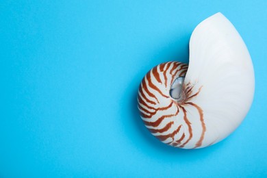 Photo of Nautilus shell on light blue background, top view. Space for text