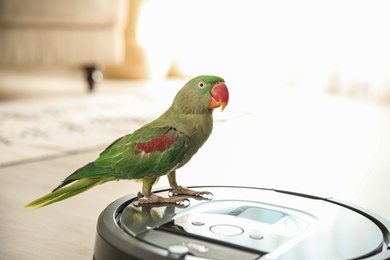 Modern robotic vacuum cleaner and Alexandrine parakeet on floor indoors