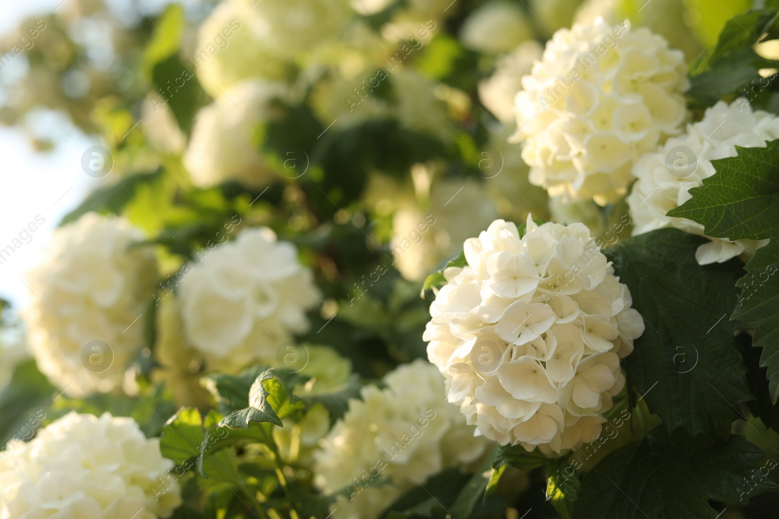 Photo of Beautiful hydrangea plant with white flowers outdoors, closeup