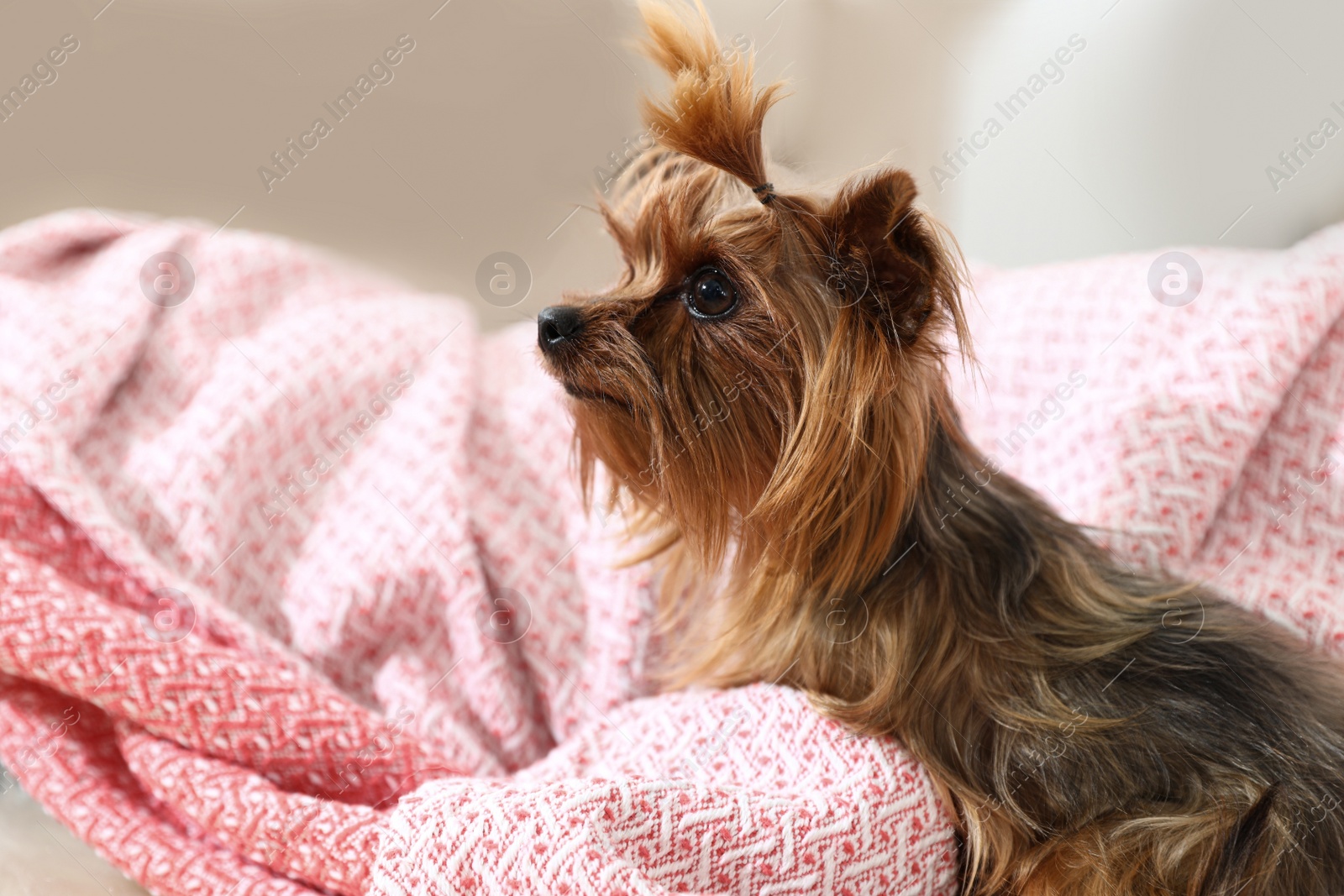 Photo of Adorable Yorkshire terrier on plaid. Happy dog